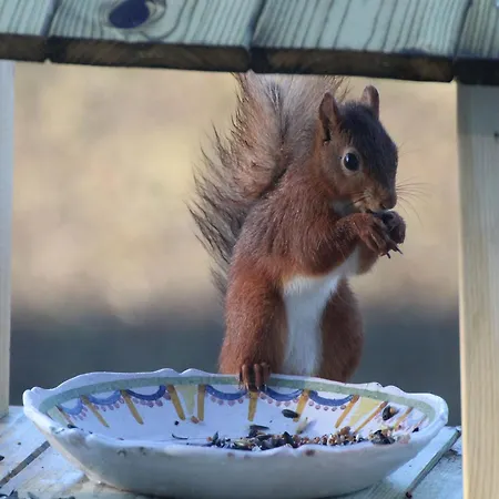 Дом отдыха The Waltz Of The Chickadees In Leuze